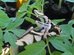 Batocnema coquerelii