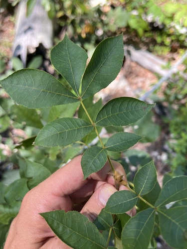Carya texana, photograph 2