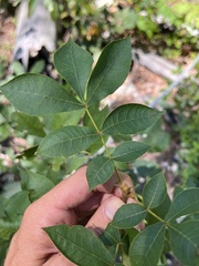 Carya texana, photograph (c) Nathan Aaron, some rights reserved (CC BY)