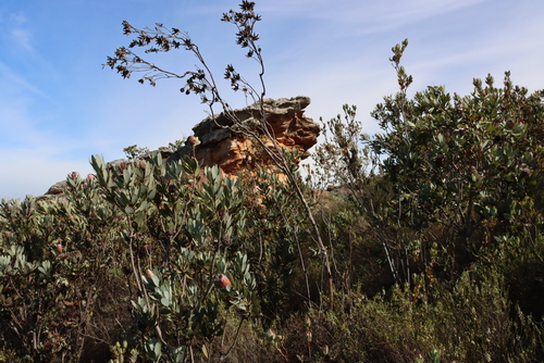 Leucadendron discolor, photograph 1