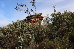 (c) Tony Rebelo, some rights reserved (CC BY-SA) Leucadendron discolor, photograph (c) Tony Rebelo, some rights reserved (CC BY-SA)