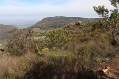 Leucadendron discolor