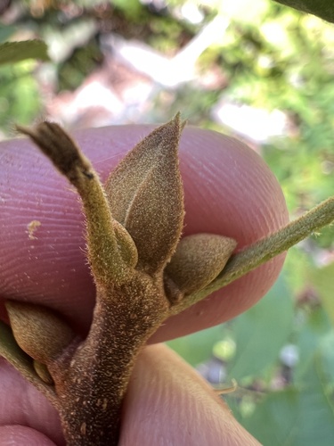Carya texana, photograph 3