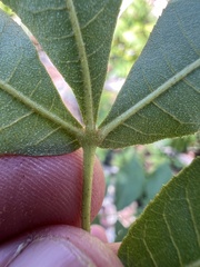 Carya texana, photograph (c) Nathan Aaron, some rights reserved (CC BY)