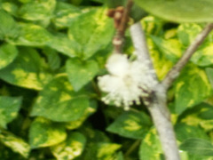 Eugenia reinwardtiana