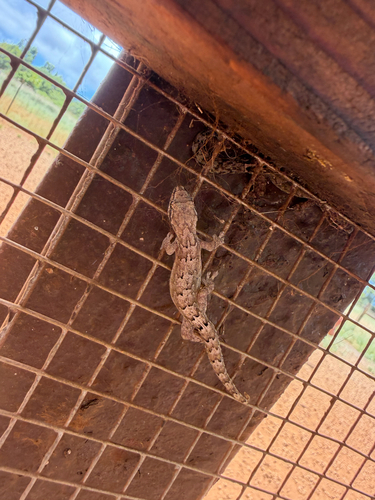 Lepidodactylus lugubris observed 2026-08-11