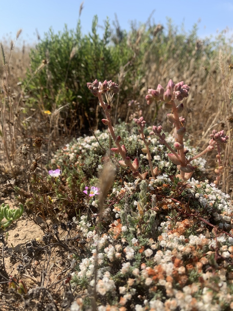 Dudleya blochmaniae 2