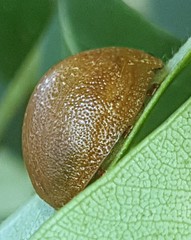 Paropsis variolosa