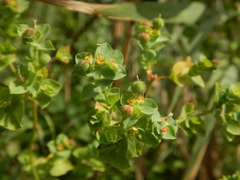 Euphorbia hirsuta
