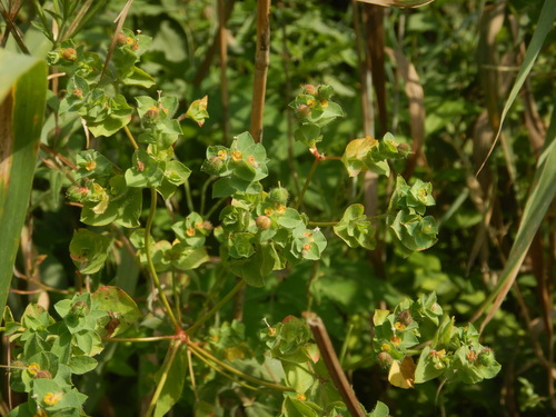 Euphorbia hirsuta, photograph 1