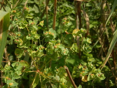 Euphorbia hirsuta, photograph (c) Duarte Frade, some rights reserved (CC BY)