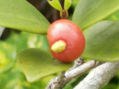 Eugenia reinwardtiana