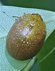 Paropsis variolosa