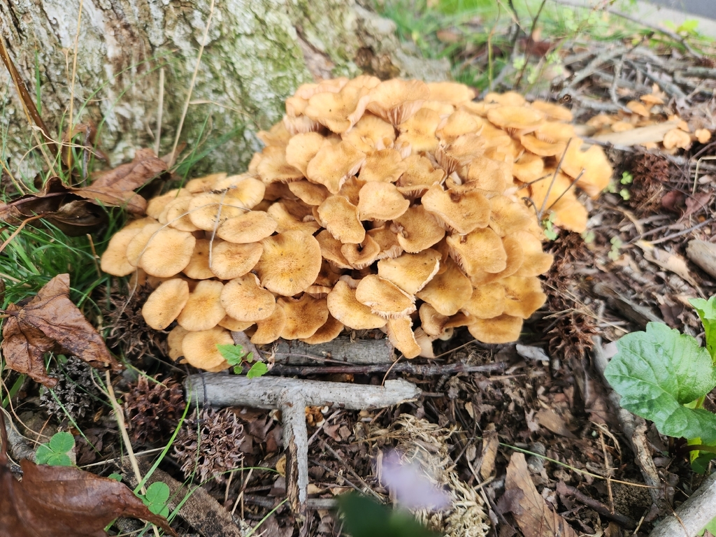Ringless Honey Mushroom · August 2026 · photo: Photo: (c) Alex Zorach, some rights reserved (CC BY) · iNaturalist