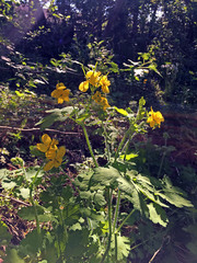 Chelidonium majus