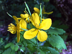 Chelidonium majus