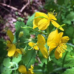 Chelidonium majus