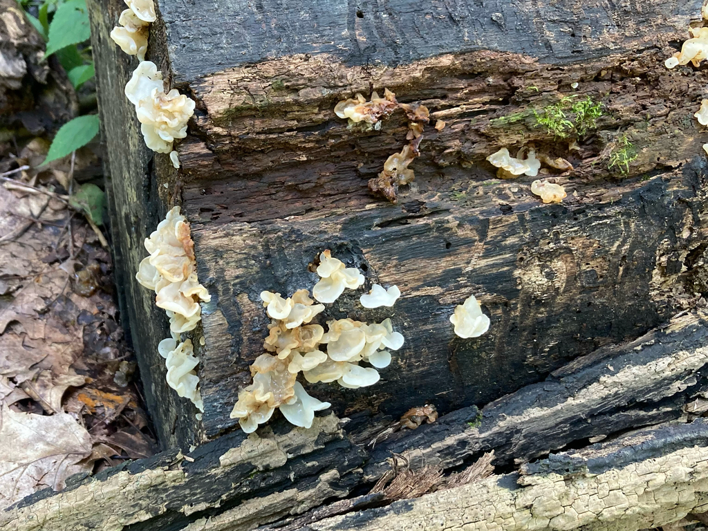 white jelly fungus · August 2026 · photo: Photo: no rights reserved · iNaturalist