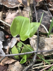 Maianthemum bifolium