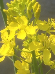 Isatis tinctoria