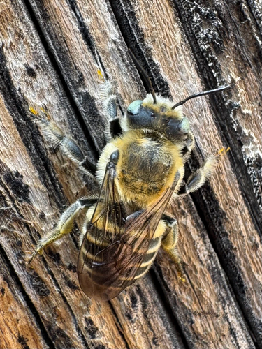 Trachusa manni