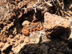 Centruroides ornatus