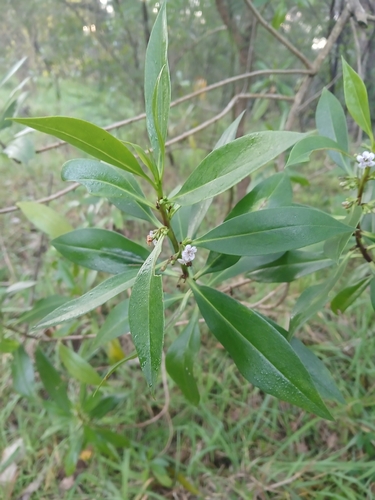 Myoporum acuminatum observed 2026-08-19
