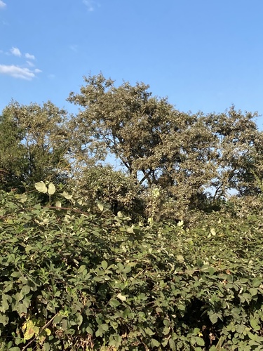 Alcea rugosa, photograph 6