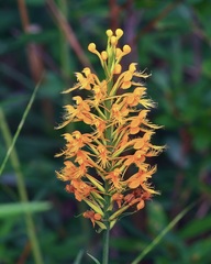 (c) Michelle W. (鍾偉瑋), some rights reserved (CC BY) Platanthera chapmanii, photograph (c) Michelle W. (鍾偉瑋), some rights reserved (CC BY)