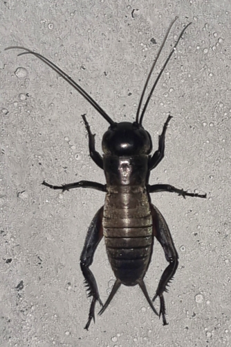 European Field Cricket