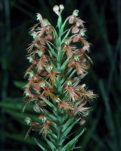 Platanthera chapmanii, photograph 5