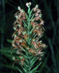 (c) Michelle W. (鍾偉瑋), some rights reserved (CC BY) Platanthera chapmanii, photograph (c) Michelle W. (鍾偉瑋), some rights reserved (CC BY)