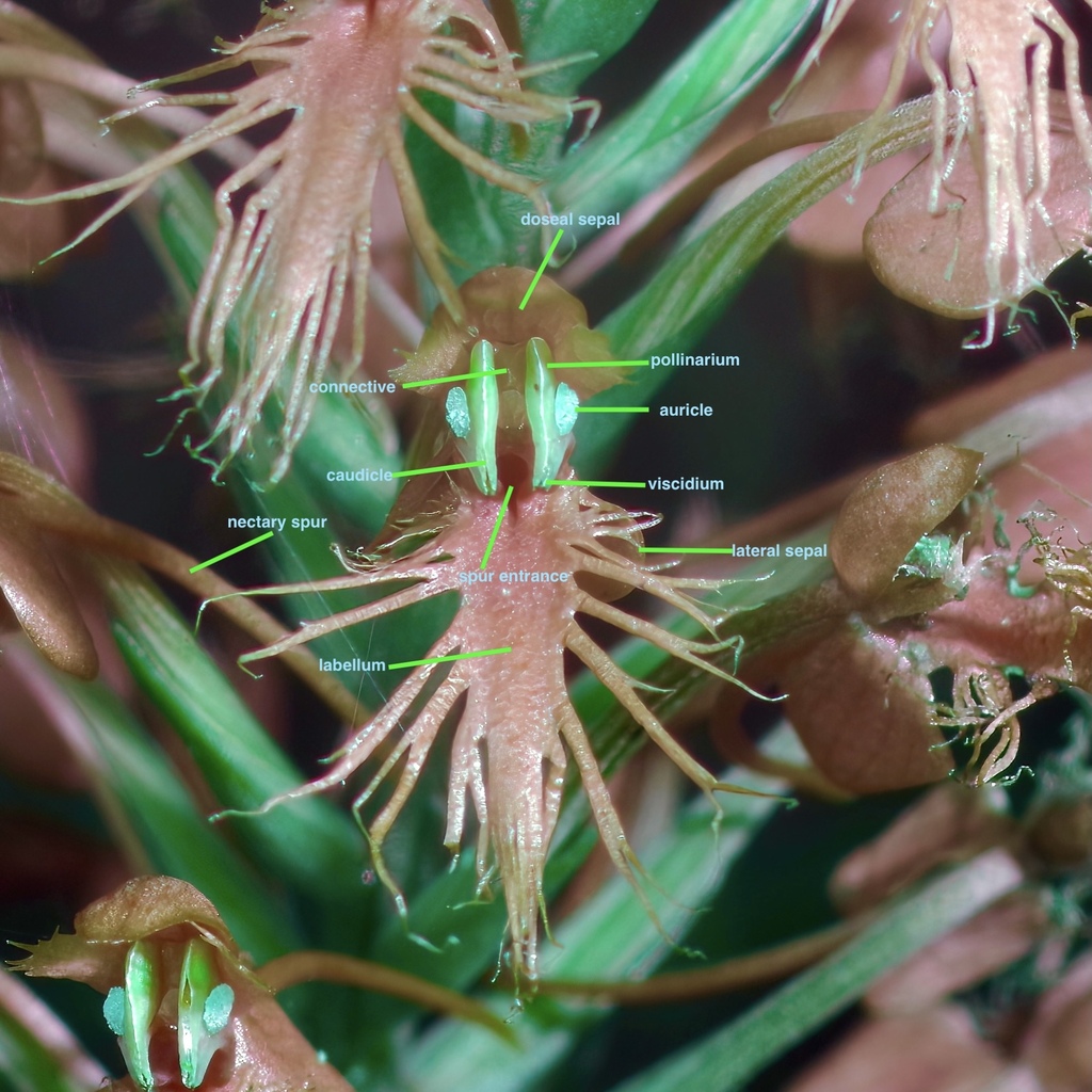 Platanthera chapmanii; photograph (c) Michelle W. (鍾偉瑋), some rights reserved (CC BY)