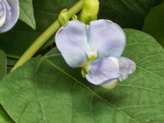 Psophocarpus tetragonolobus