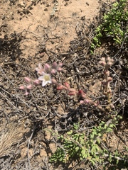 Dudleya blochmaniae