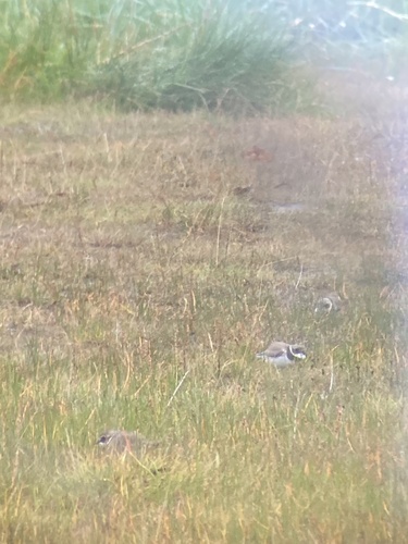 Common Ringed Plover