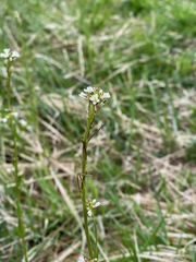 Arabis hirsuta