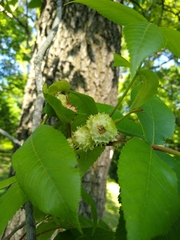 Phylloxera spinosa