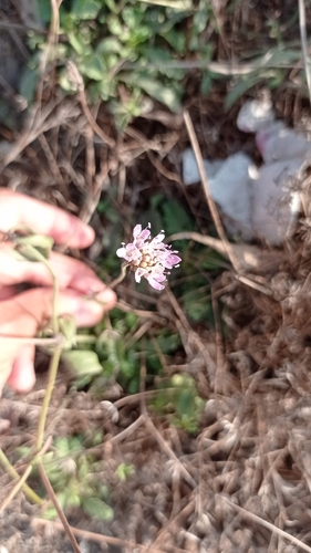 Sweet scabious