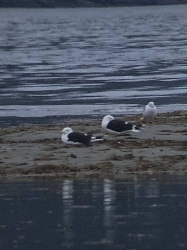 Great Black-backed Gull