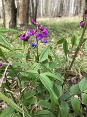 Lathyrus vernus