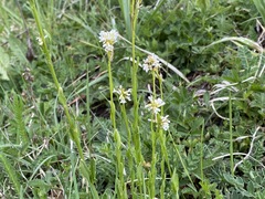 Arabis hirsuta