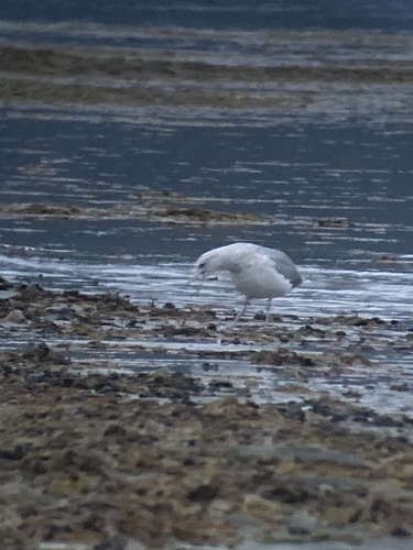 European Herring Gull