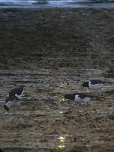 Eurasian Oystercatcher