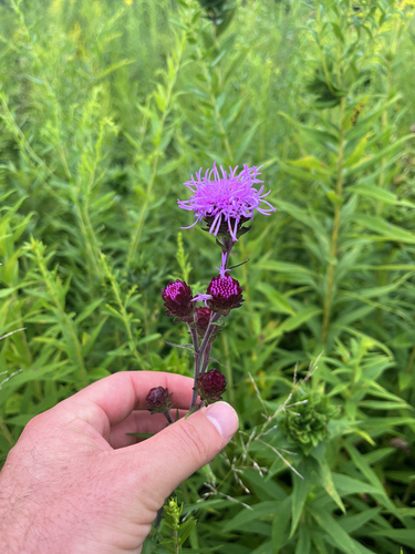 Liatris scariosa, photograph 2