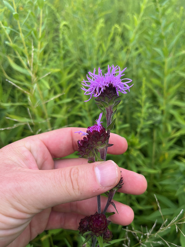 Liatris scariosa, photograph 4