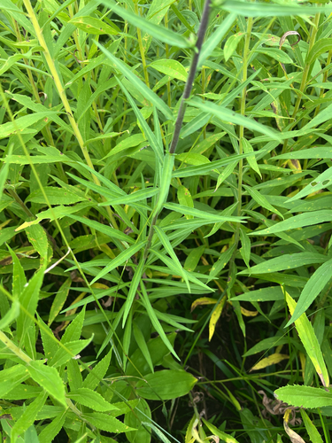 Liatris scariosa, photograph 3