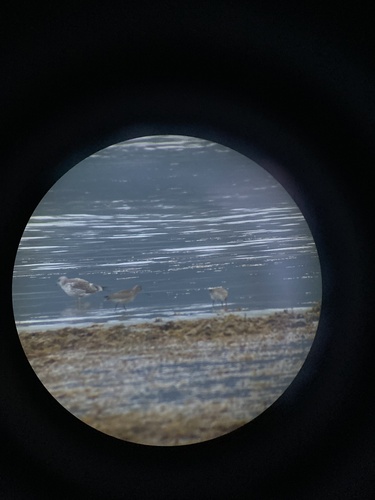 Bar-tailed Godwit