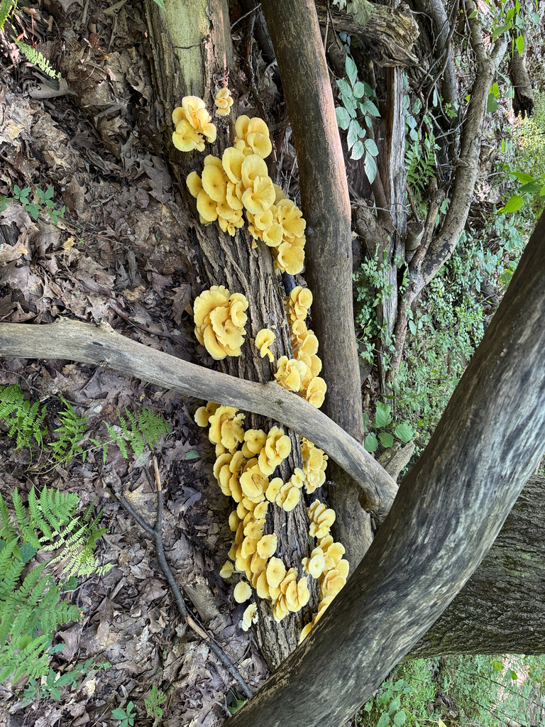 Golden Oyster Mushroom · August 2026 · photo: Photo: no rights reserved · iNaturalist