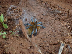 Harpactira pulchripes